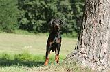 DOBERMANN 110